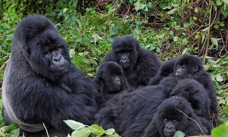 Trekkers at the morning briefing in Buhoma before gorilla family allocation