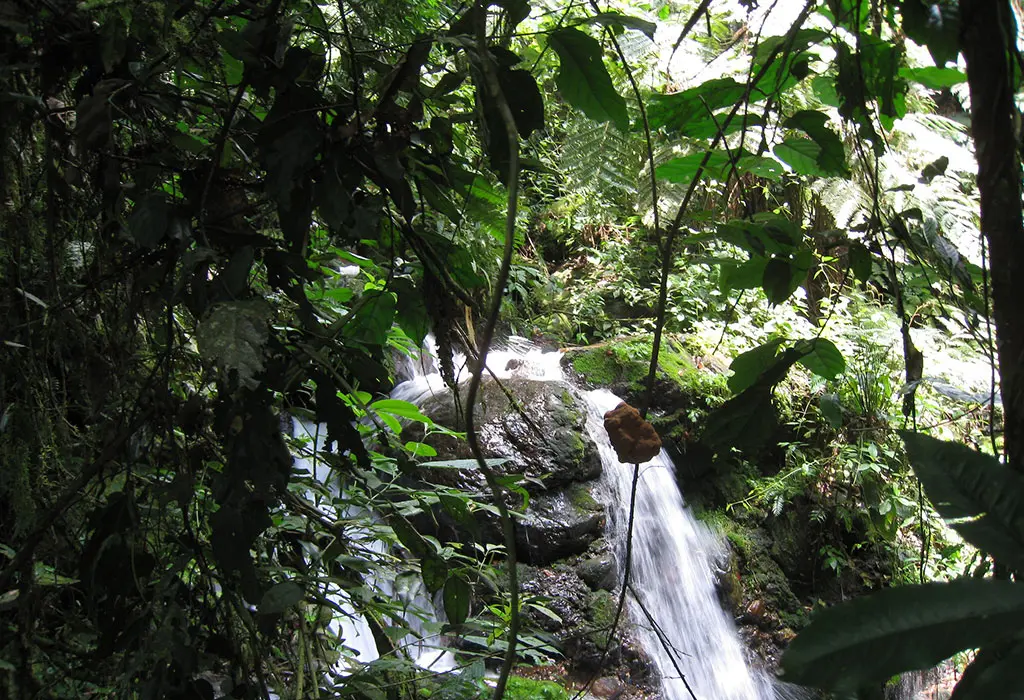 The Buhoma waterfall trail along the River Munyaga in Bwindicccccccccccccc