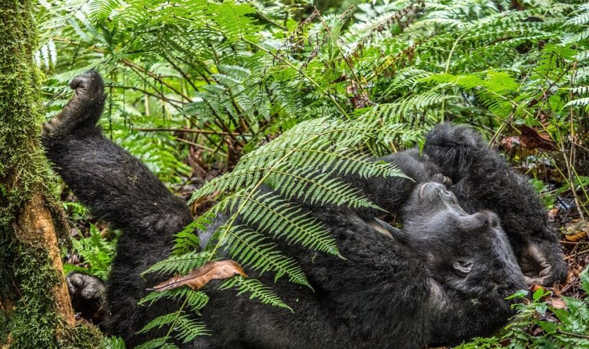 Buhoma Sector Gorilla Trekking: The Complete Guide