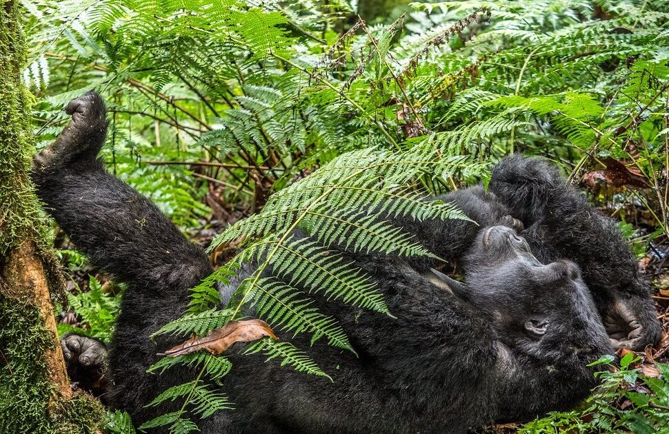 Buhoma sector gorilla trekking in Bwindi Impenetrable National Park, Uganda