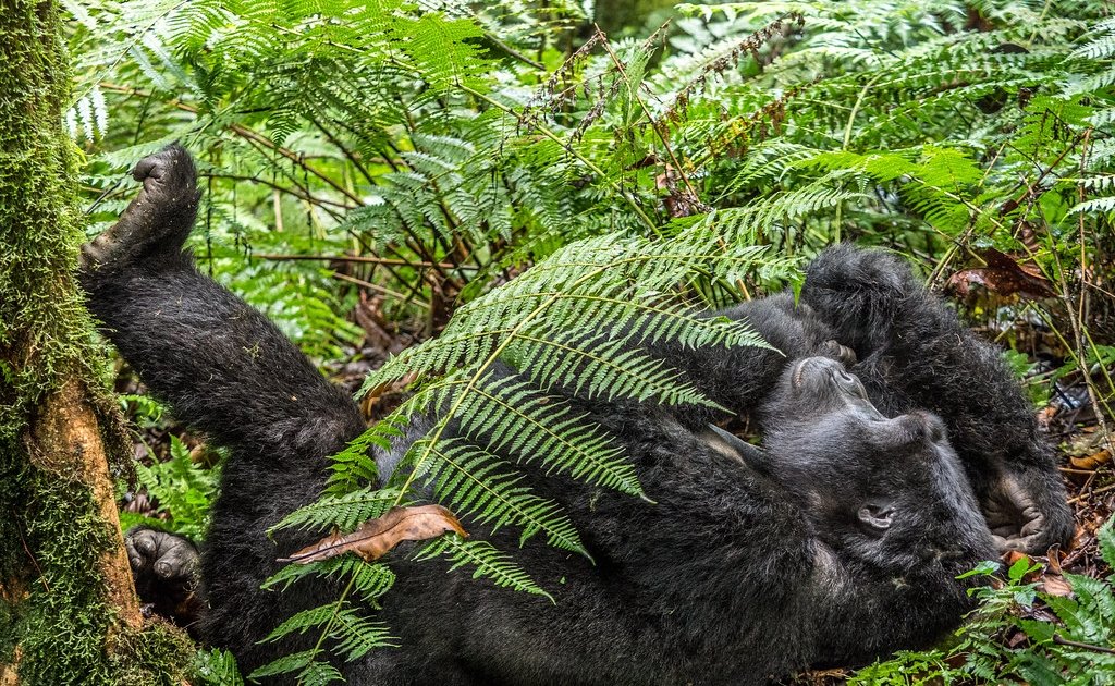 Buhoma sector gorilla trekking in Bwindi Impenetrable National Park, Uganda