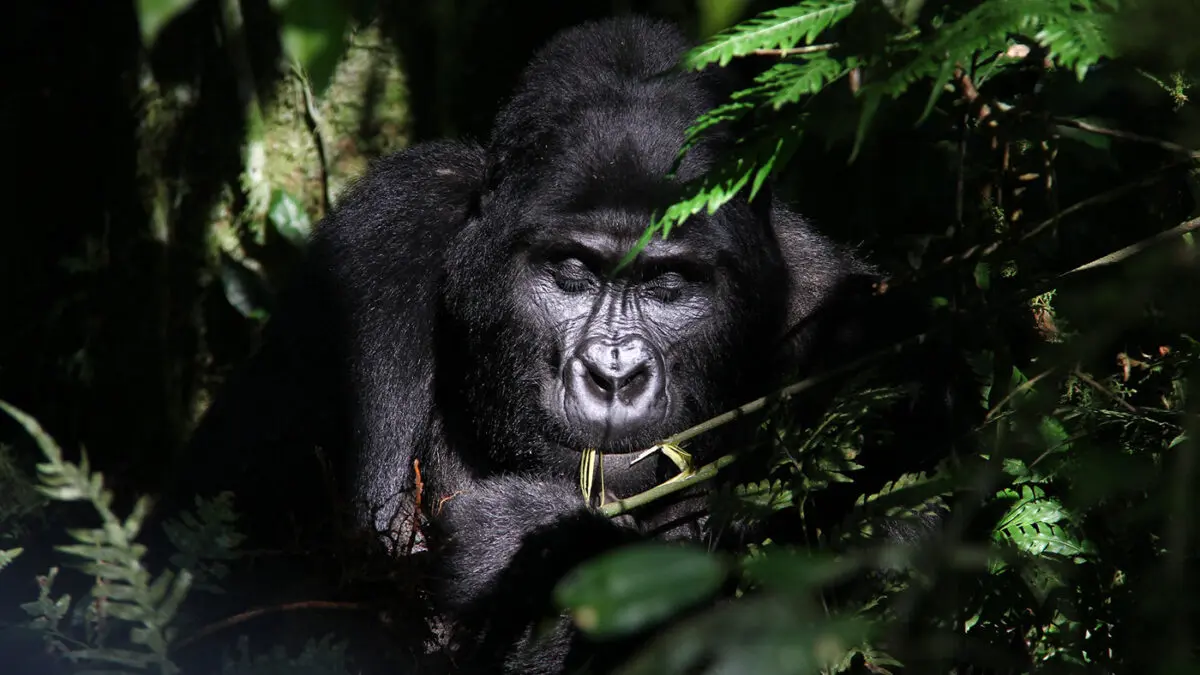 Trail comparison between Buhoma and Rushaga in Bwindi Impenetrable National Park