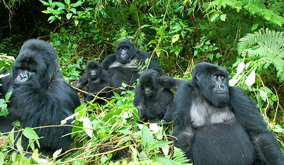Bushaho gorilla family in the forest of Rushaga sector, Bwindi Impenetrable National Park