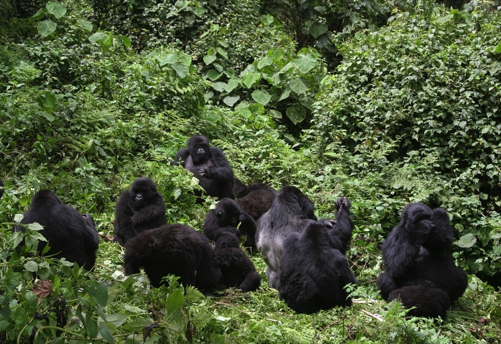 Forest in the Rushaga sector where the Bushaho family ranges