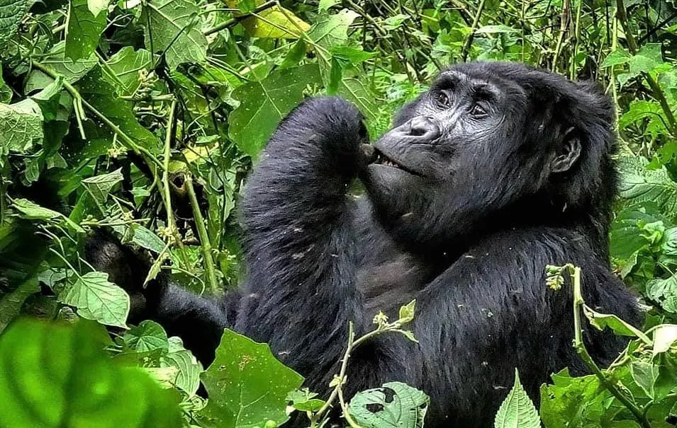 Dense forest trail in Rushaga sector during a Busingye gorilla family trek