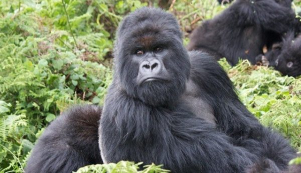 Busingye gorilla family in the forest of Rushaga sector, Bwindi Impenetrable National Park