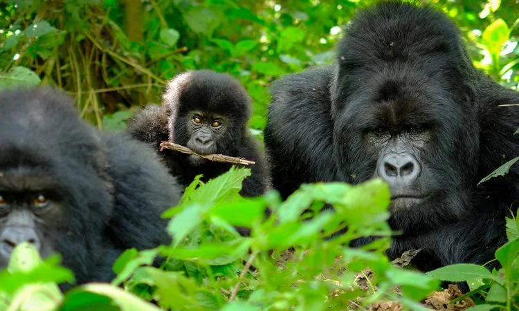 Bweza gorillas grouped closely together in the forest of Rushaga, Bwindi
