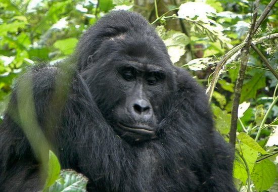 Bweza gorilla family in the forest of Rushaga sector, Bwindi Impenetrable National Park