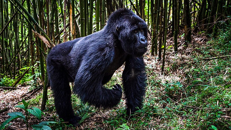 Comparison of the four Bwindi sectors and Mgahinga as permit alternatives