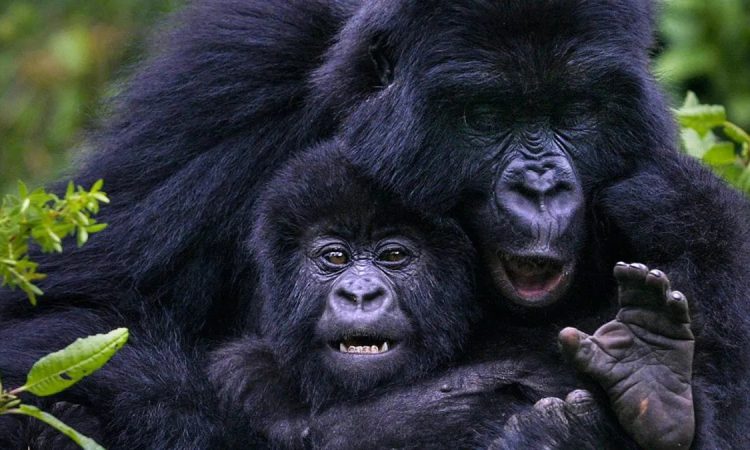 Gorilla family in the forest during gorilla trekking in the rain
