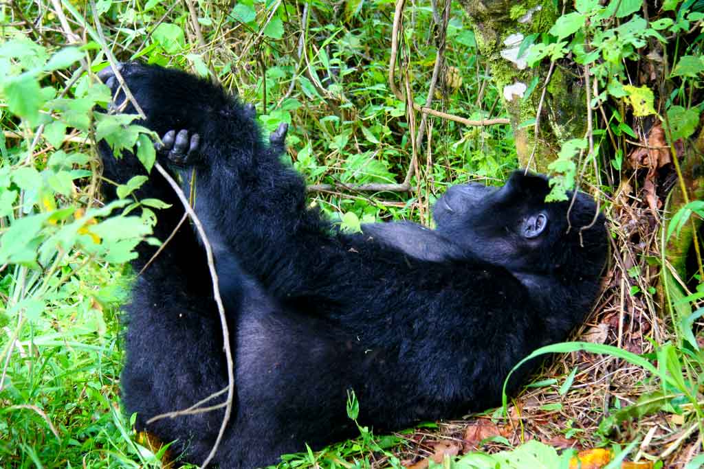 What Happens on a Gorilla Trekking Day: An Honest Walkthrough 3 Ranger guide leading trekkers along a Bwindi forest trail with trackers ahead