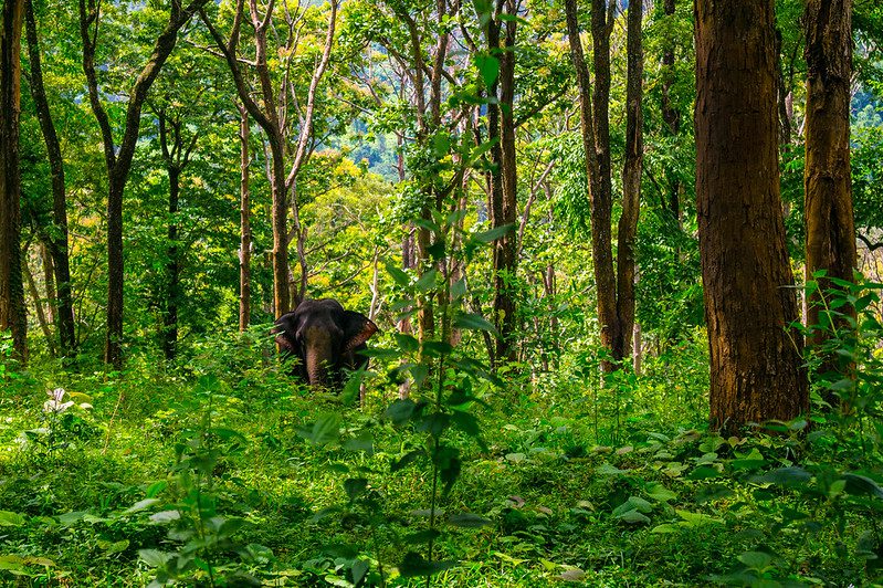 Ranger guide leading trekkers along a Bwindi forest trail