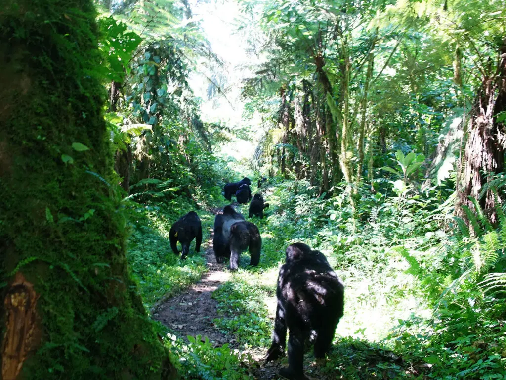 Trekkers during the one-hour viewing window with a gorilla family in Bwindi