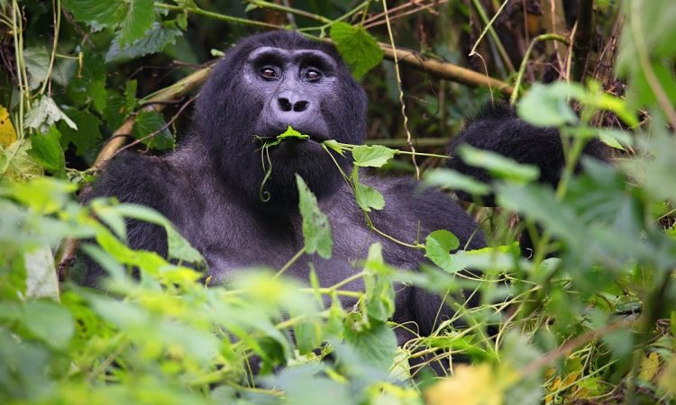 Morning briefing before gorilla group allocation in a Bwindi sector
