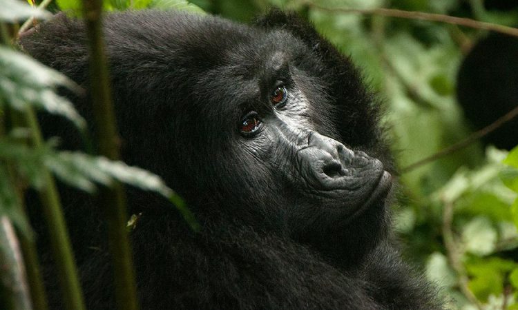 Morning briefing in Bwindi before gorilla group allocation