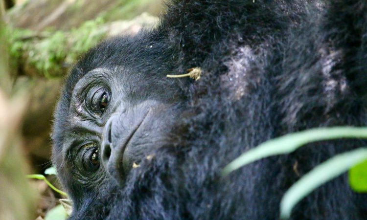 Mountain gorilla family in Bwindi Impenetrable National Park during a 7-day primate safari