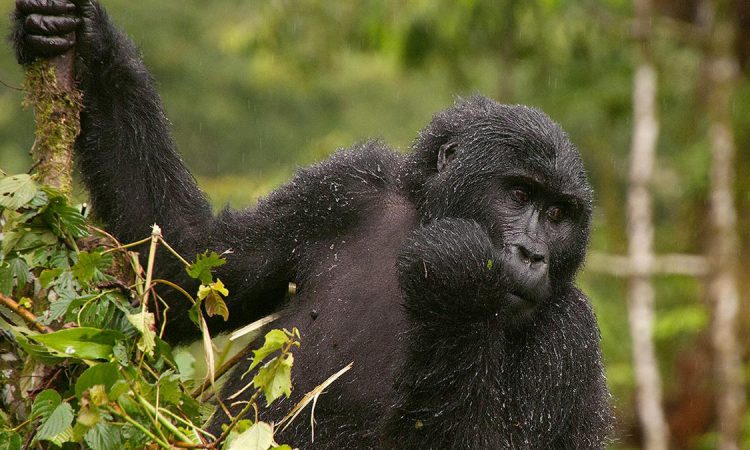 Trekkers during the one-hour viewing window with a gorilla family