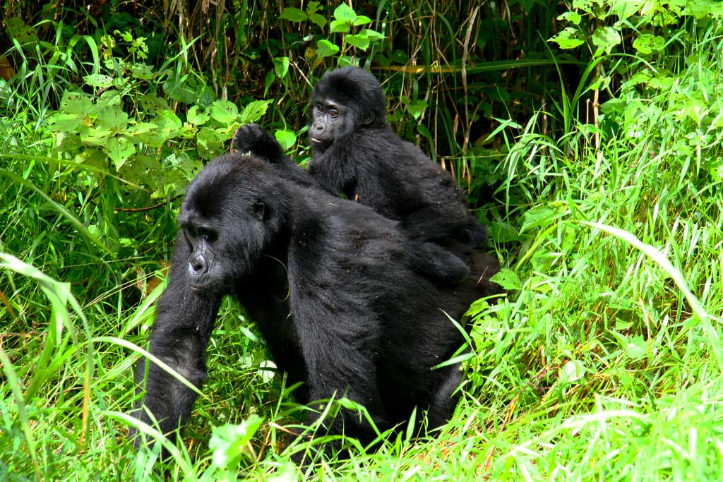 Trekker on a forest trail in Bwindi Impenetrable National Park on a gorilla trekking safari