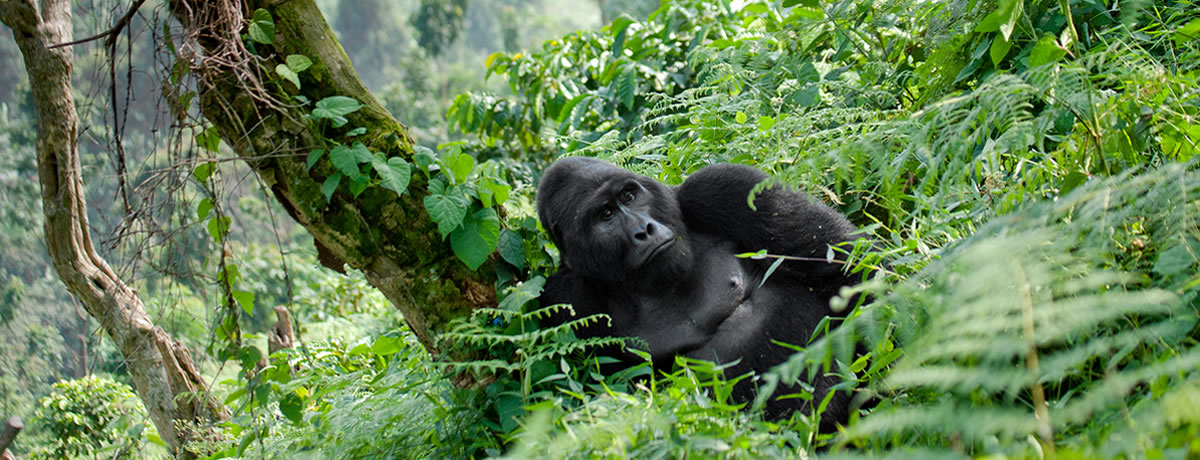 What Happens on a Gorilla Trekking Day: An Honest Walkthrough 5 Bwindi lodge at pre-dawn on the morning of a gorilla trek