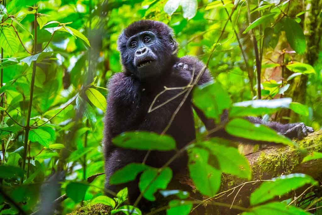 Lodge used as a base for a Uganda gorilla trekking safari in Bwindi or Mgahinga