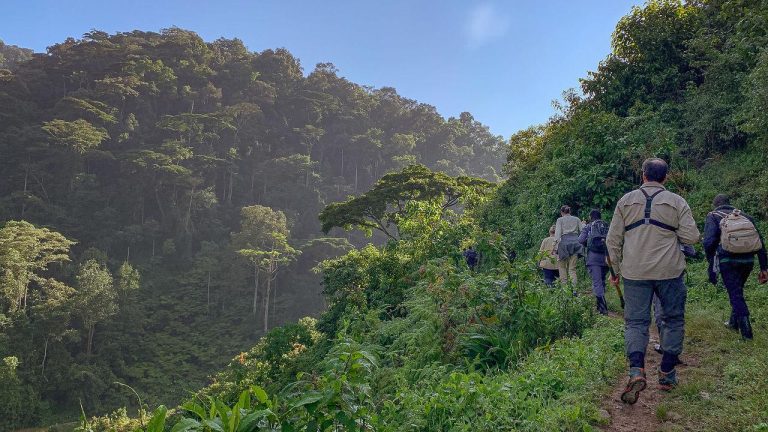 Muddy trail conditions in Bwindi during gorilla trekking in the rain