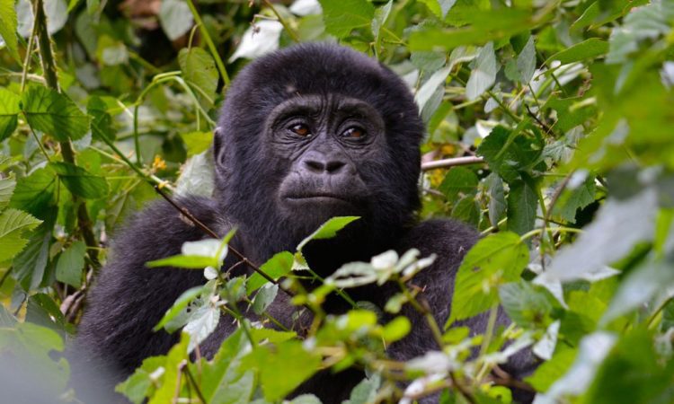 Two Bwindi sectors combined across a two-day gorilla trek