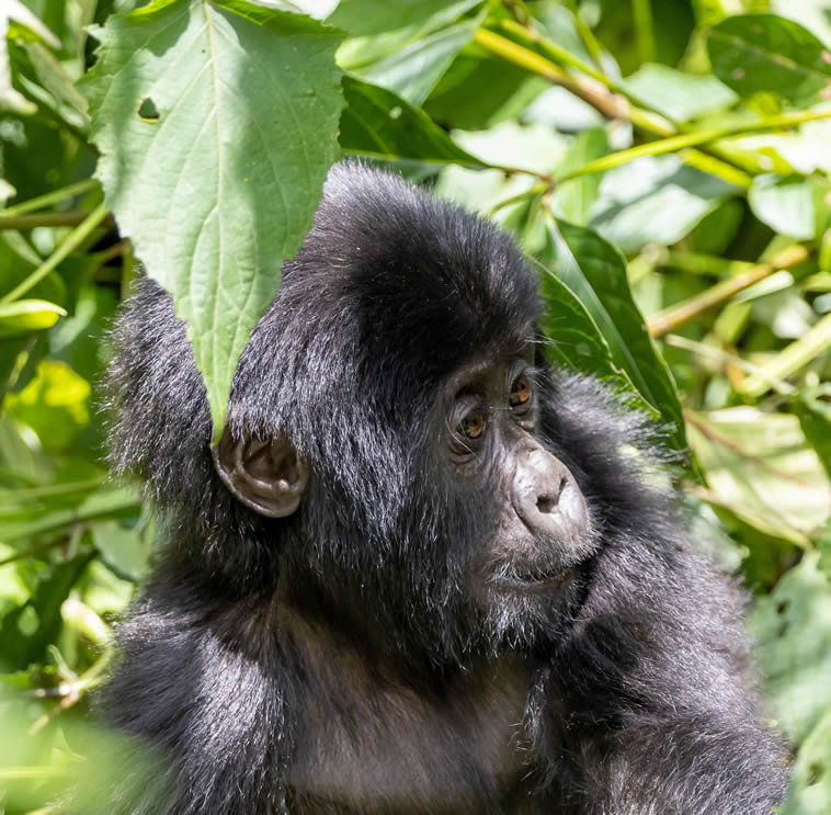 Comparison of Bwindi sector terrain difficulty for older trekkers