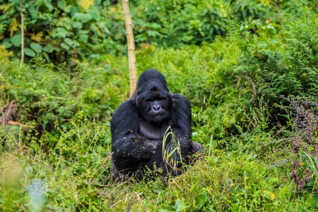 Comparison of Bwindi sector terrain and fitness demands