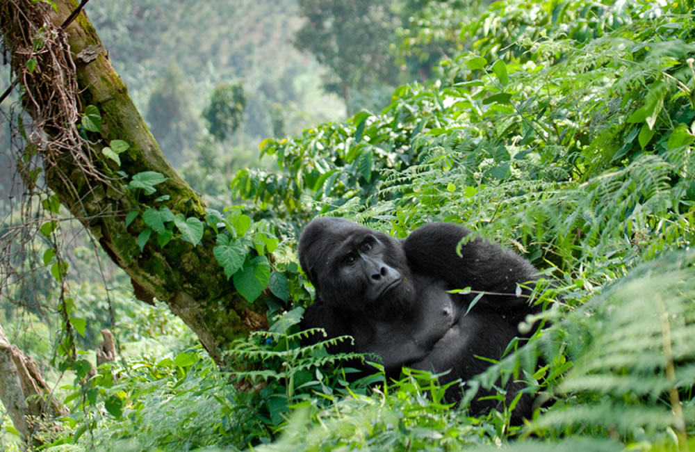 Comparison of Bwindi sector terrain and gorilla family ranging patterns