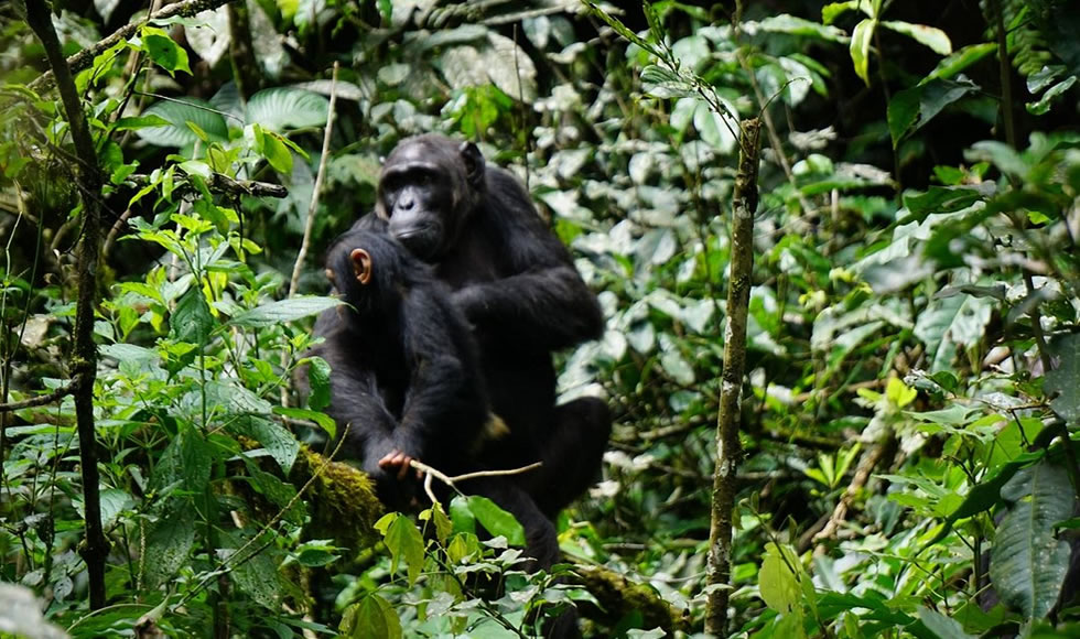 Trekker on a steep Bwindi trail during a gorilla trek