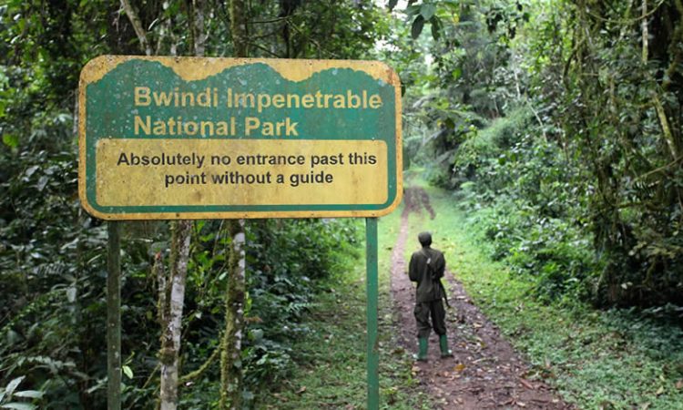 Trekking group on a Bwindi forest trail following the UWA rules