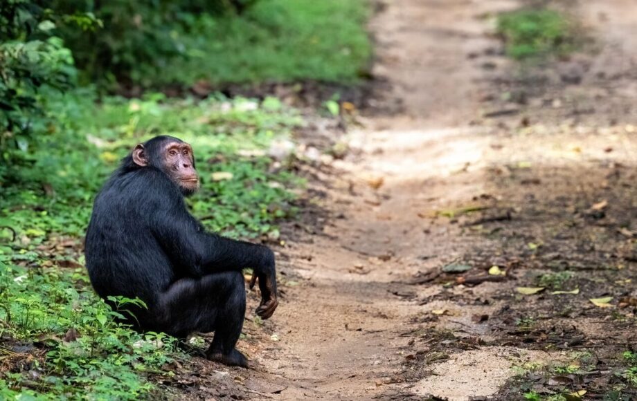 Trailhead at Bwindi on the morning of a second consecutive gorilla trek