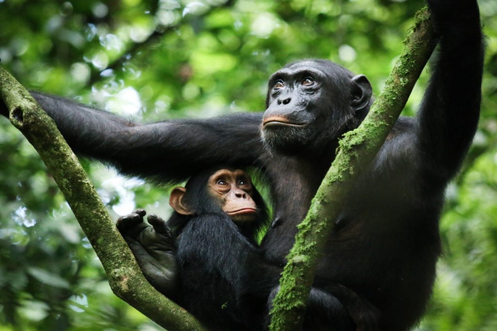 A chimpanzee in the canopy of Kibale Forest during a trek
