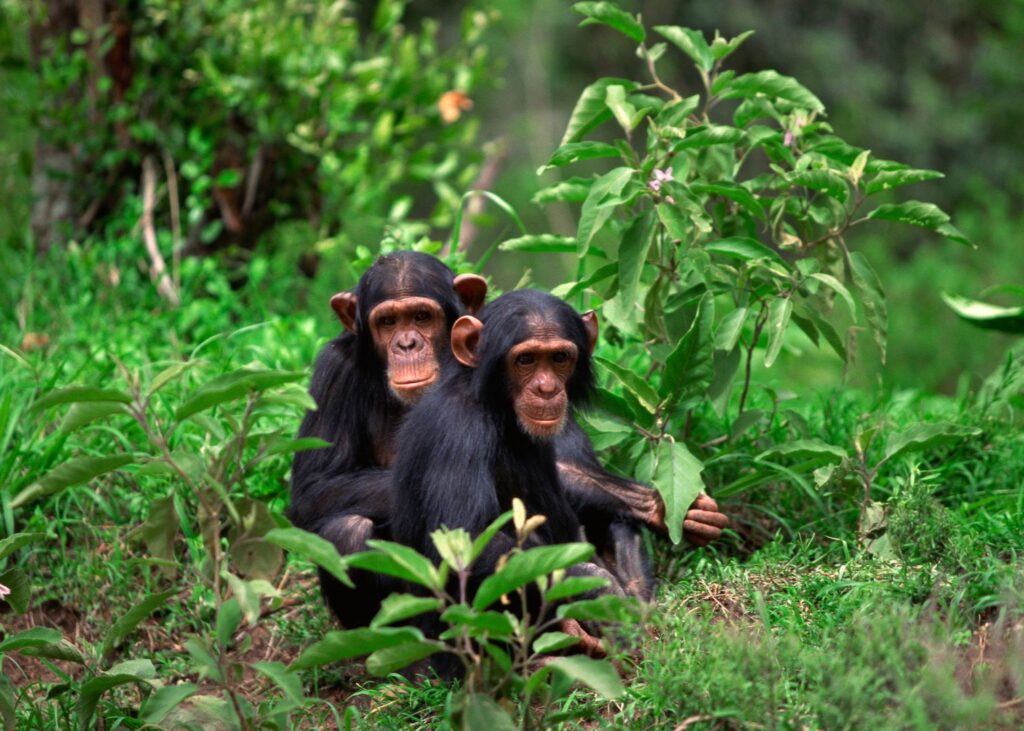 Trekker training on a hilly trail before a Uganda chimp trek