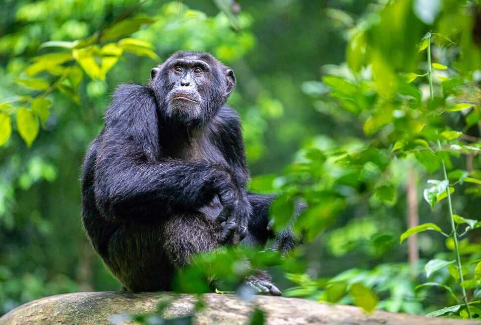 Chimpanzee trekking age limit Uganda — a family group at the Kibale trailhead before the trek