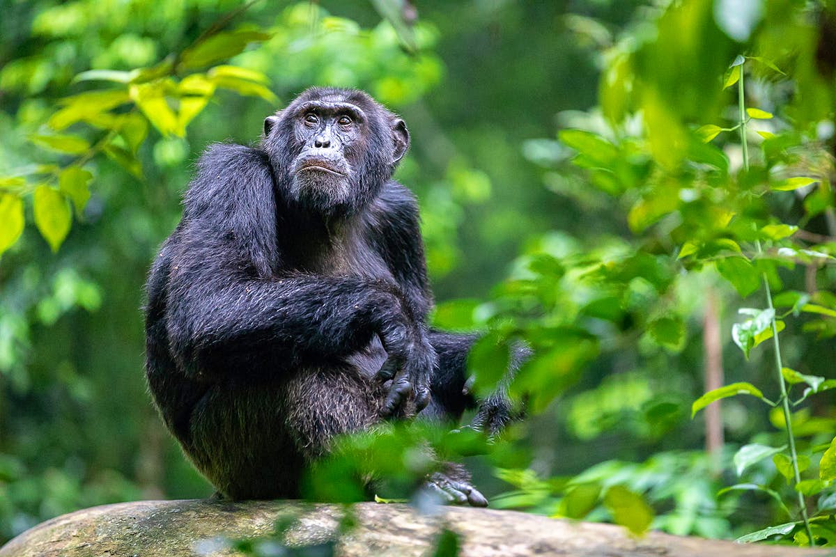 Chimpanzee trekking age limit Uganda — a family group at the Kibale trailhead before the trek