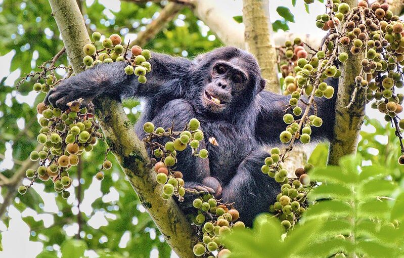 Chimpanzee Trekking Difficulty Level: An Honest Guide