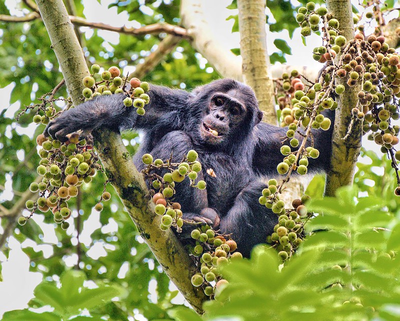 Chimpanzee trekking difficulty level — trekker on a Kibale forest trail with uneven ground