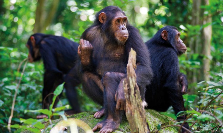 What to Wear for Chimpanzee Trekking: A Complete Guide 5 Trekker in long sleeves and light layers on a Kibale chimpanzee trek