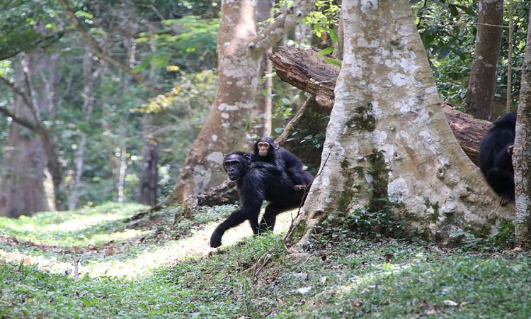 Chimpanzee trekking with kids in Uganda — a family with teenagers at the Kibale trailhead