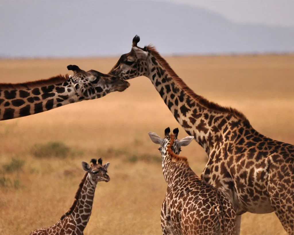 A family with younger children on a boat safari in Uganda