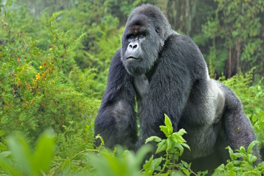 First-time trekker watching a gorilla family during the one-hour viewing window