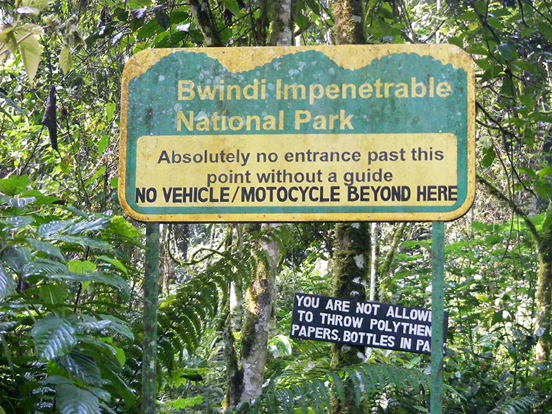 Porter assisting a first-time trekker on a Bwindi forest trail