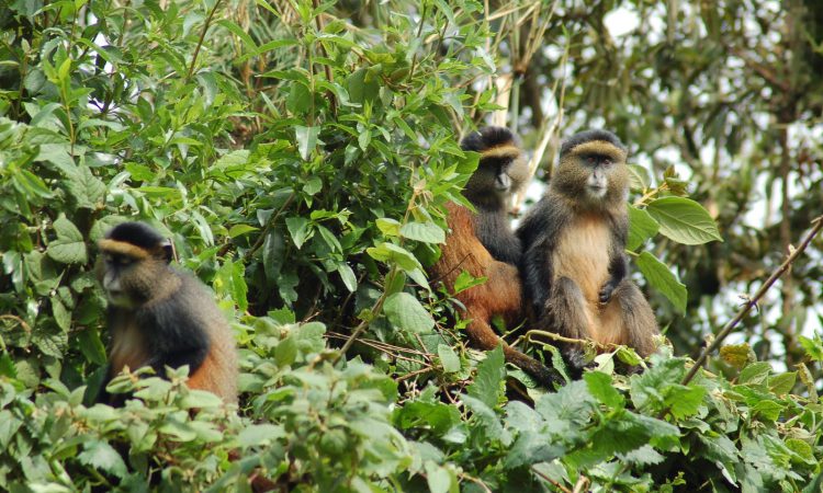 A golden monkey feeding in the bamboo canopy of Mgahinga