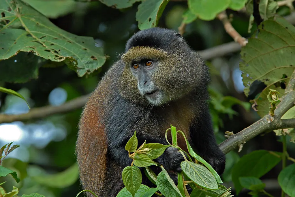 Two UWA permit documents side by side — golden monkey and gorilla