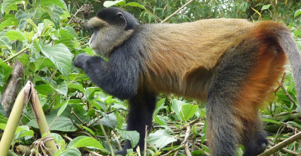 A family on a golden monkey trek in Mgahinga, where the minimum age is 12