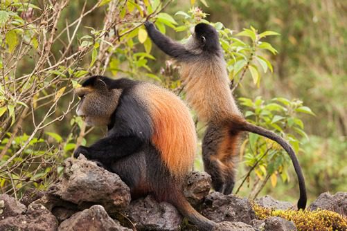 Golden monkey trekking Mgahinga — golden monkey in the bamboo zone of Mgahinga Gorilla National Park