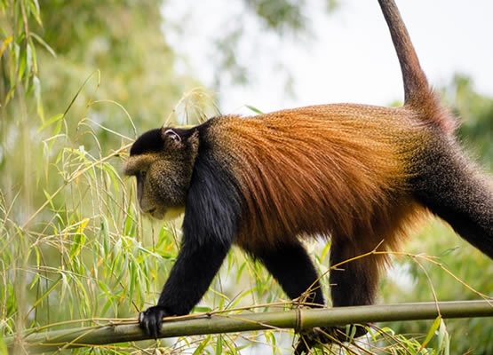 Golden monkey trekking permit booking — UWA registration desk at the Mgahinga trailhead