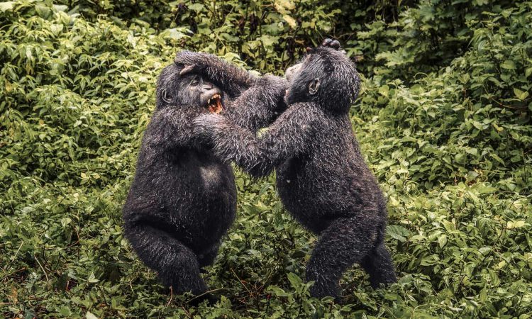 A different gorilla family on the second day of a two-day trek in Bwindi