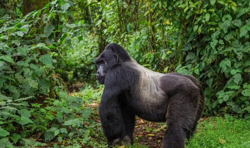 Gorilla Permit Availability Next Month